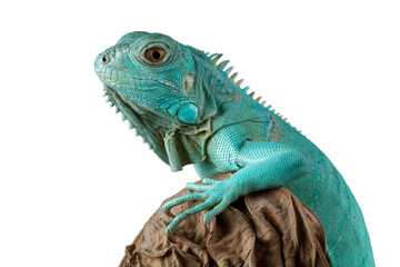 Blue Iguana closeup on  wood, Blue Iguana 