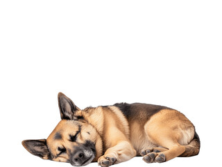 Obraz premium A dog peacefully sleeping curled up