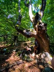Female traveler standing near centuries-old beech, sunlight streaming through verdant forest canopy in Pescocostanzo, Abruzzo, Italy