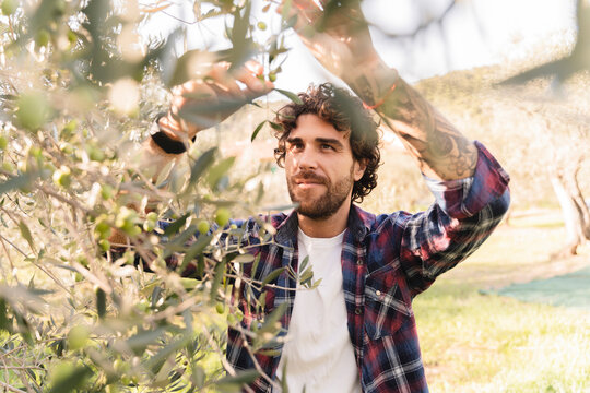 Man examining olive on branch of tree