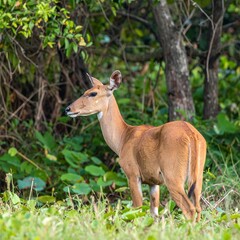 Obraz premium A reddish-brown antelope stands in lush green vegetation