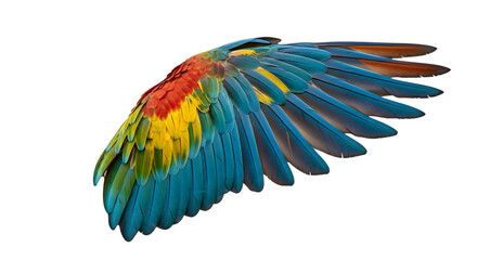 Fototapeta premium blue and yellow macaw