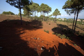 Sunny hillside with pine trees and orange-red earth