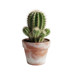 Fototapeten Kaktus Green cactus in a terracotta pot isolated  © X02