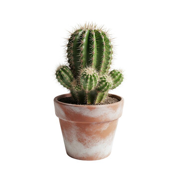 Green cactus in a terracotta pot isolated