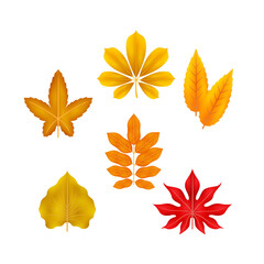 Obraz premium Autumnal Leaf Array: a collection of autumn leaf in various shapes and shades that is perfect for enhancing designs and expressing the beauty of the season.
