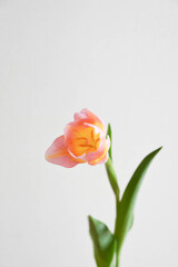 ピンクのチューリップ