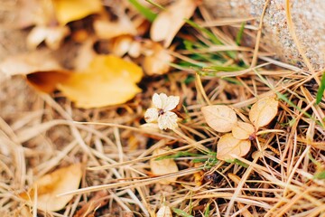 Close-up of small white flower amidst autumn leaves and grass