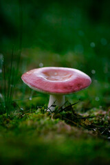 fly agaric mushroom in forest