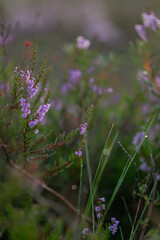 purple flowers in the morning