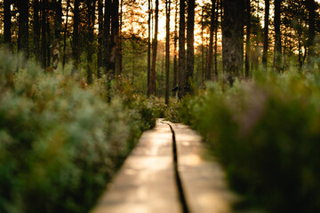 Fototapeta premium footpath in the woods