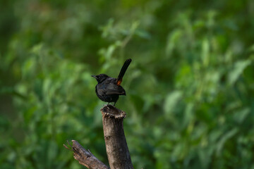 Small male Indian robin bird with a reddish tail perched on a tree branch top against a blurred background. © siva