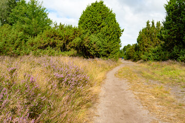 Ein sandiger Weg schlängelt sich durch blühende Heide und Wacholder im Heiligen Hain bei Wahrenholz. Der Übergang von Offenland zu dichter Vegetation macht die Landschaft reizvoll für Naturtourismus.