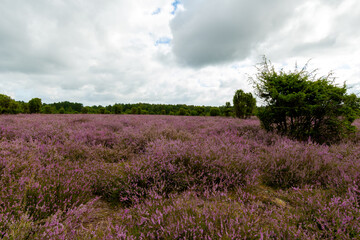 Ein Meer aus intensiv violett blühender Heide breitet sich im Heiligen Hain aus. Die satten Farben...