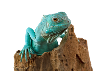 Blue Iguana closeup on  wood, Blue Iguana "Grand Cayman Blue Iguana Cyclura Lewisi 