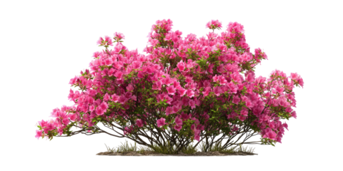 Lush pink azalea bush, dense with blossoms