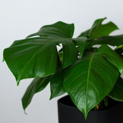 Obraz premium Close-up of lush green plant leaves