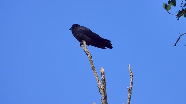 Probably jungle crow (Corvus macrorhynchos) Sulawesi Island, Saputan, Indonesia
