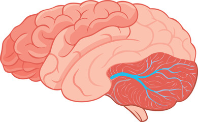 Detailed view of a brain highlighting its structure and surrounding capillaries for educational purposes.