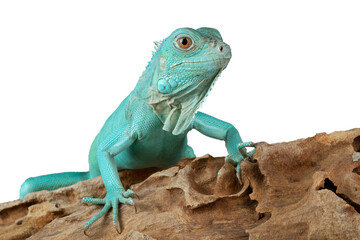 Obraz na płótnie Canvas Blue Iguana closeup on wood, Blue Iguana 