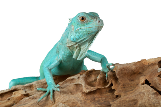 Blue Iguana closeup on  wood, Blue Iguana "Grand Cayman Blue Iguana Cyclura Lewisi 