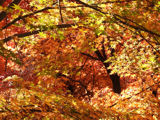 いつかに続く門