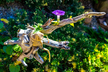 Nature Park and Garden in Brest Belarus.