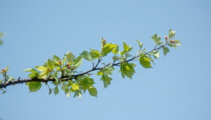 Obraz premium create a photo ready image featuring an isolated tree branch with leaves and copy space against a clear background, the subject should be positioned on the left side of the frame