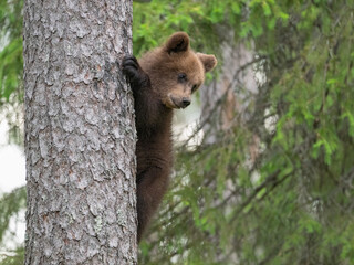 Young bear cub skillfully climbing a tree in a green forest, surrounded by tall trees and dense foliage