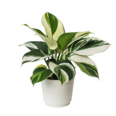 White and green variegated potted plant isolated on transparent background