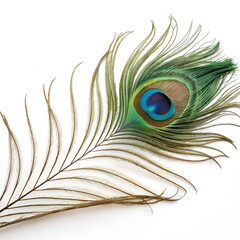 Vibrant peacock feather, isolated on a white background.