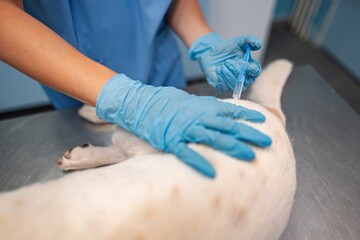 Caring veterinarian administers vaccination to a dog in clinic