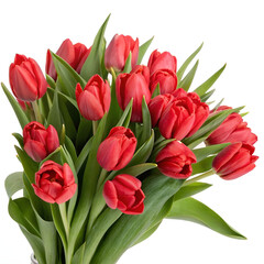 Fototapeta premium Springtime red tulip bouquet, isolated on a white background.