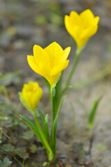 Obraz premium blooming yellow crocuses in the garden
