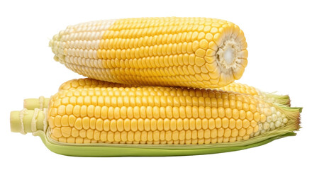 Isolated Two Corn Cobs