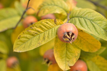 ripe medlar fruits on the tree close up