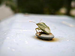 green stinky bug sitting on the metal surface