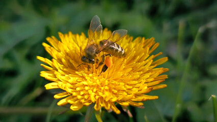 bee collecting pollen on the blooming dandelion 