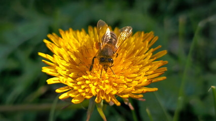 bee collecting pollen on the blooming dandelion 