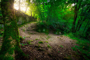 A tree along the Via Cava San Rocco, etruscan excavated road in Sorano, Tuscany