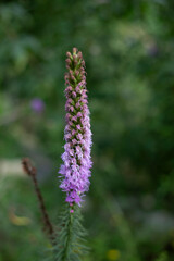 Violette, längliche Blume