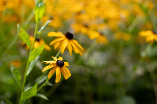 Meer an Gelb-Schwarzen Blumen mit starkem Bokeh