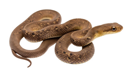 Isolated Brown Snake