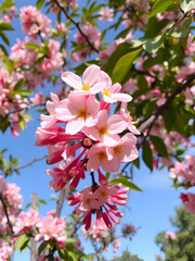 Obraz premium Cinchona officinalis Tree in Bloom for Botanical Education, Medicinal Plant Websites, Herbal Medicine Blogs, Pharmaceutical Research, and Natural History Illustrations