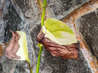 Green and burnt leaf because of the heat
