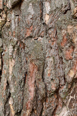 Close-up of tree bark texture background showcasing natural wood patterns and rough grainy surface,...