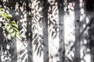 Fototapeta premium Leaves cast shadows on weathered wall