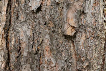 Close-up of tree bark texture background showcasing natural wood patterns and rough grainy surface, ideal for eco-friendly projects and nature-themed designs. Organic material and carbon neutrality.