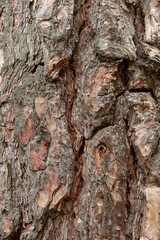 Close-up of tree bark texture background showcasing natural wood patterns and rough grainy surface,...