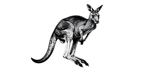 Fototapeta premium A cartoon black kangaroo and baby silhouette illustration of a wild animal jumping in the sky